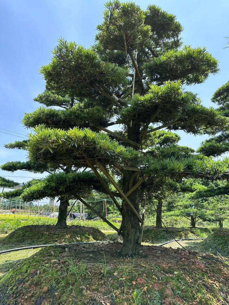 造型罗汉松黑松五针松源头产地大量供应