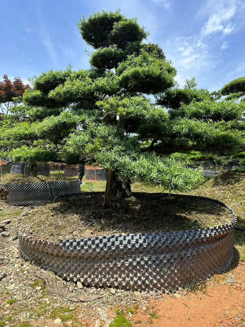 造型罗汉松黑松五针松源头产地大量供应
