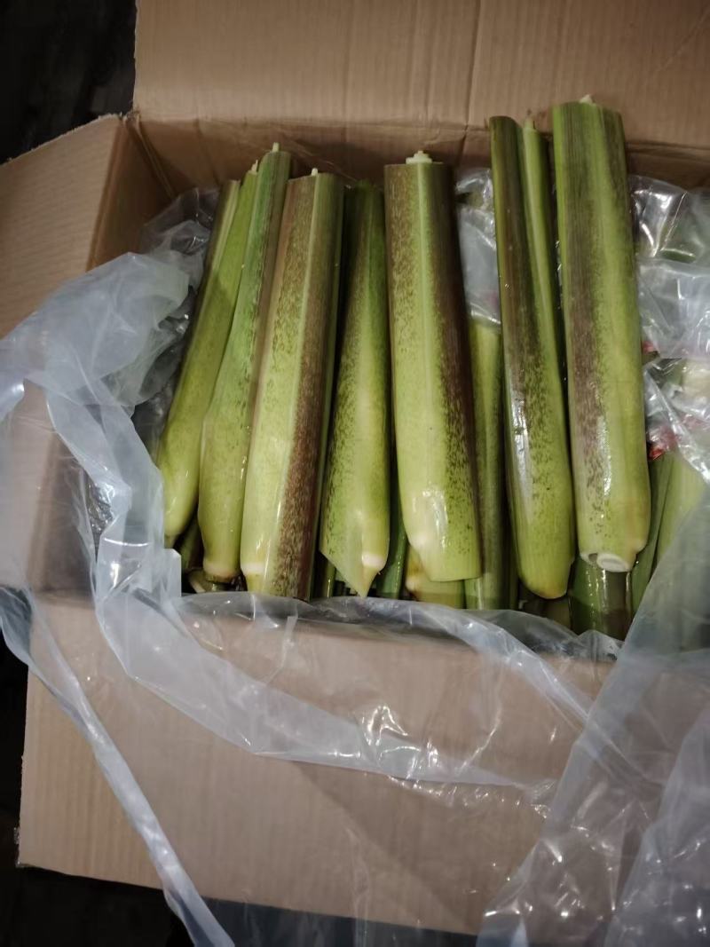 精品茭白货量充足，全国发货，量大从优致电联系
