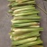精品茭白货量充足，全国发货，量大从优致电联系