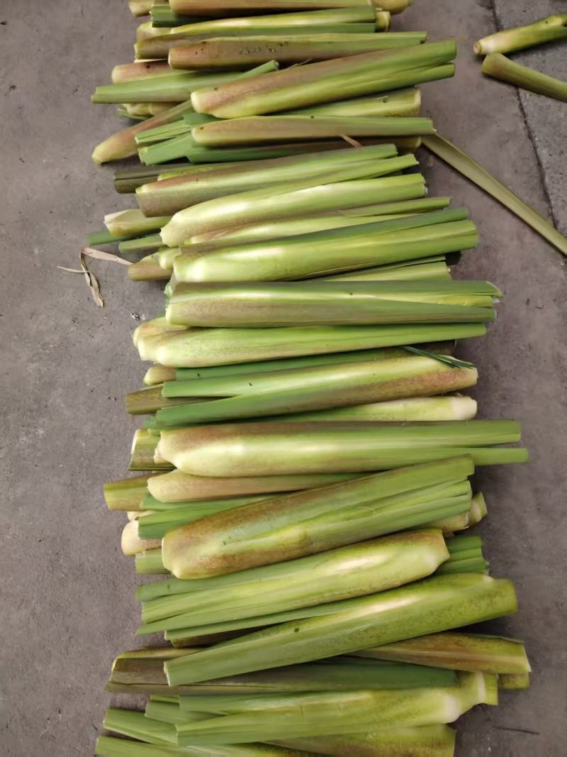 精品茭白货量充足，全国发货，量大从优致电联系
