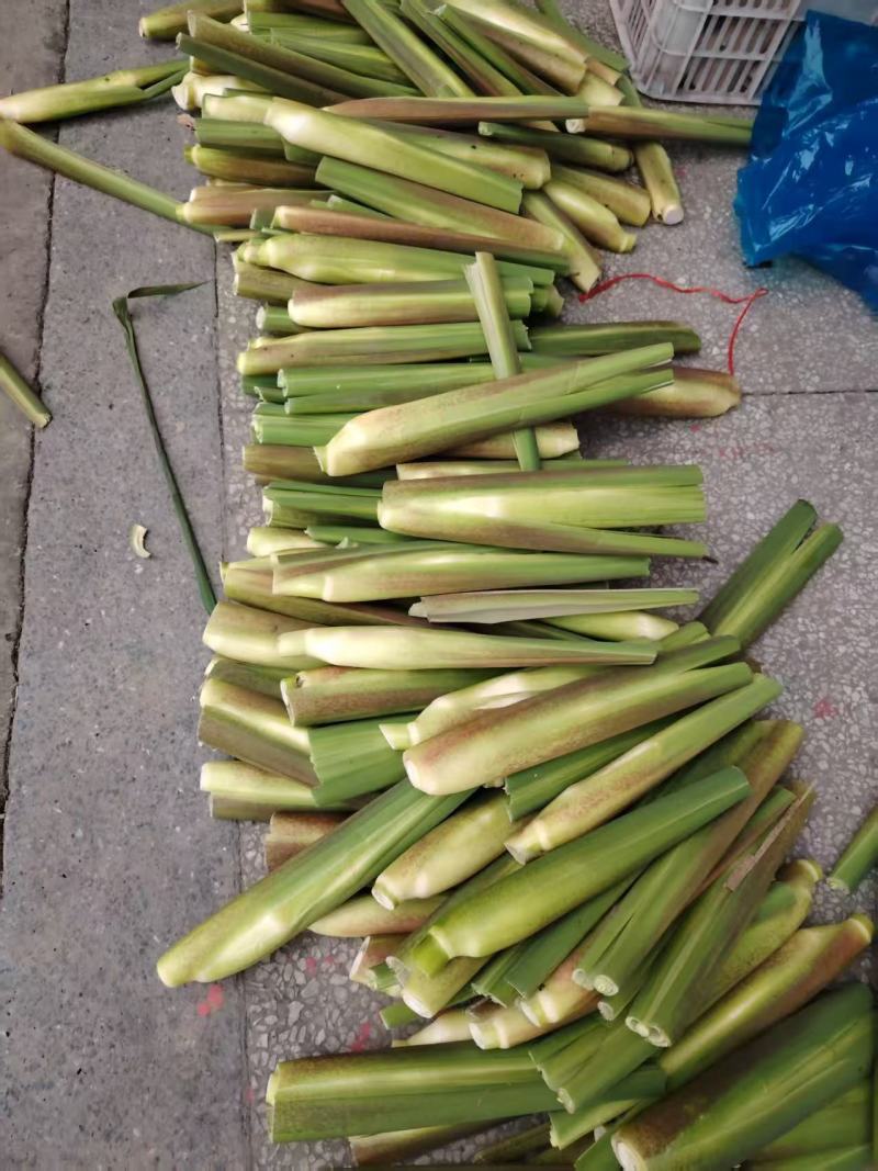 精品茭白货量充足，全国发货，量大从优致电联系