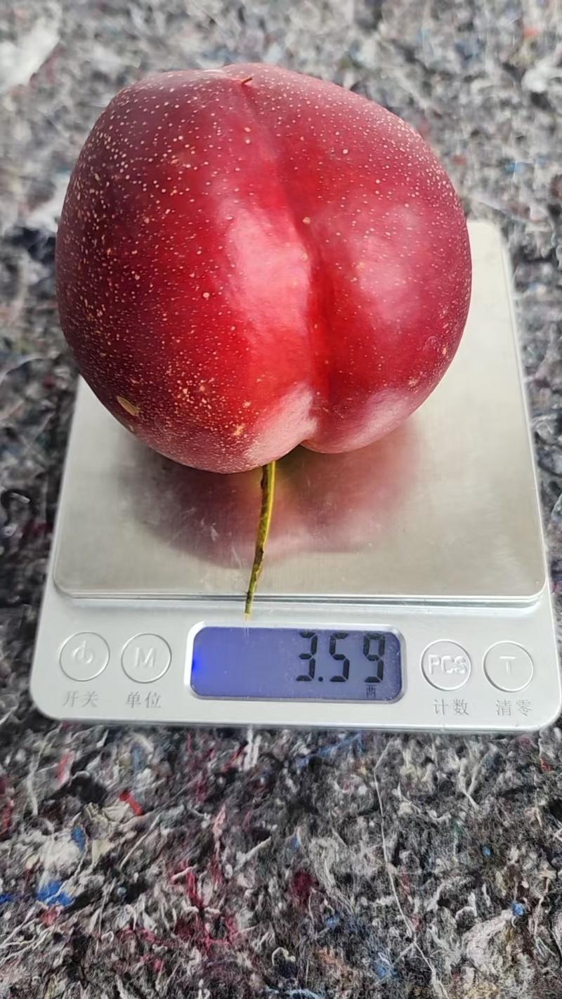 六安油桃中油系列油桃新鲜直供现采现摘大量有货