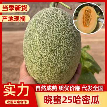 晓蜜25号哈密瓜新疆哈密瓜万亩基地持续供应质优价廉