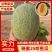 晓蜜25号哈密瓜新疆哈密瓜万亩基地持续供应质优价廉