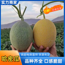 西州蜜瓜新疆西州蜜瓜产地直供量大从优可视频实地看货