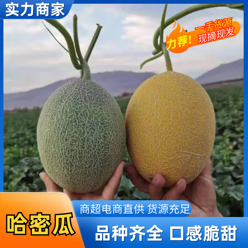 西州蜜瓜新疆西州蜜瓜产地直供量大从优可视频实地看货