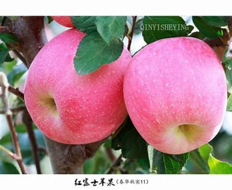 红富士