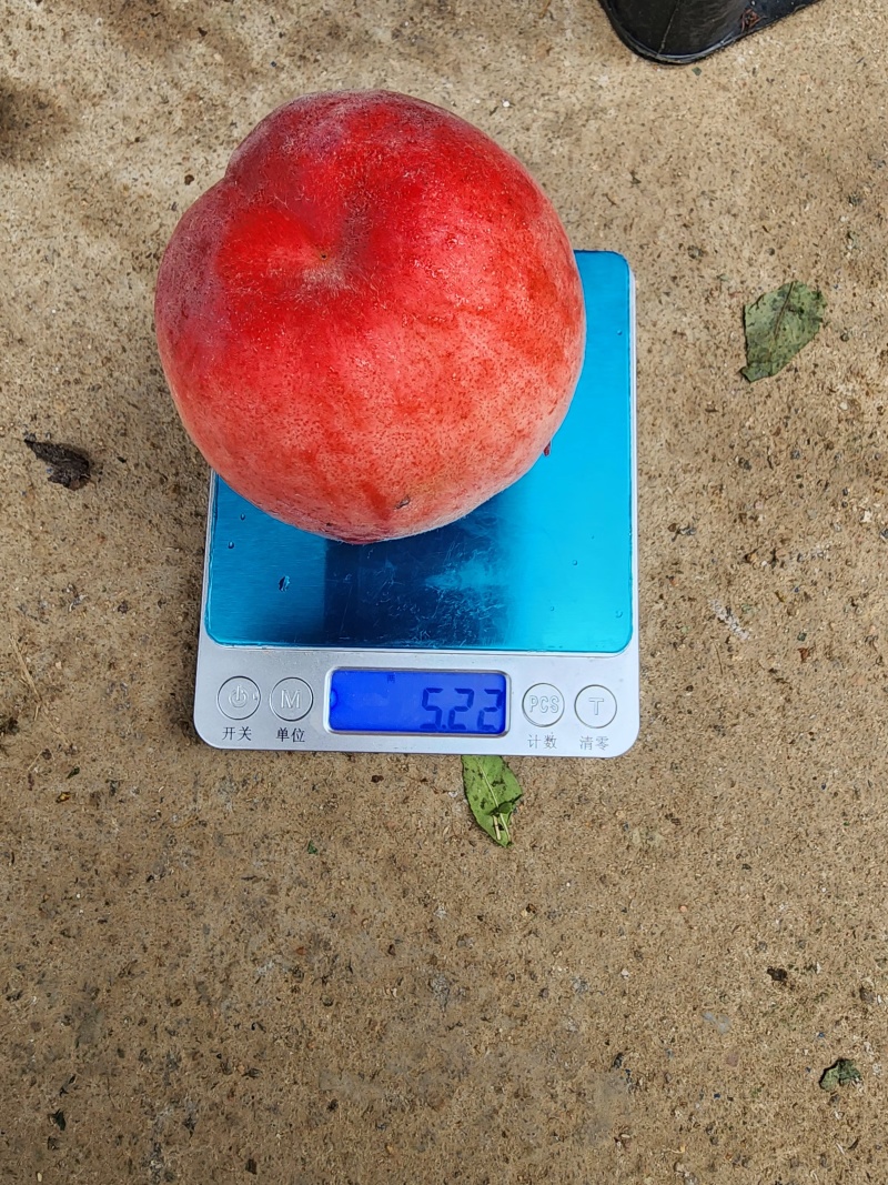 突围桃毛桃产地直发对接电商价格可以谈