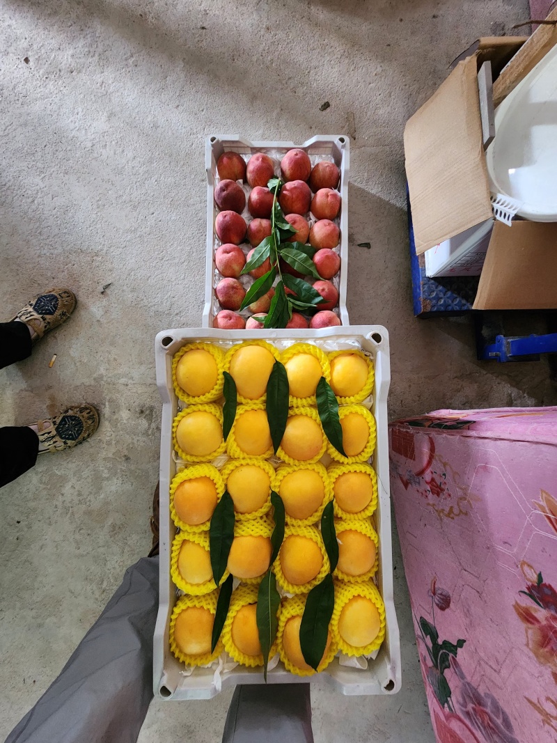 黄金蜜1号黄桃供应品种多欢迎来电洽谈