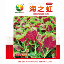 花红圆叶苋菜种子叶肉厚微皱耐高温大田基地种植