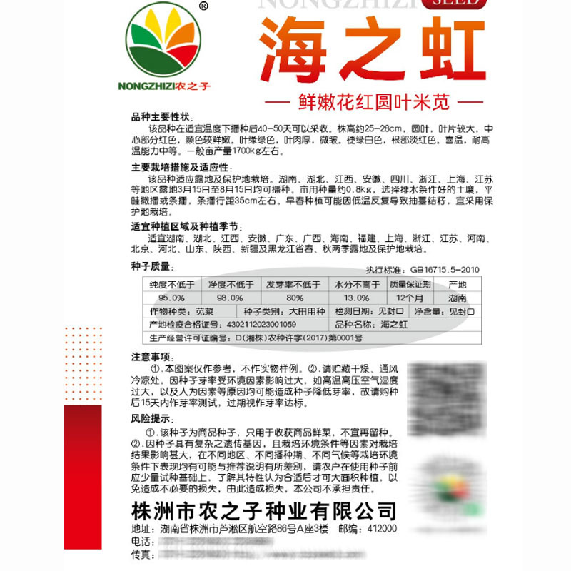 花红圆叶苋菜种子叶肉厚微皱耐高温大田基地种植