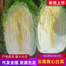 精品黄心大白菜云南基地直发质量保证一手货源对接商超