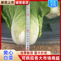 云南昆明黄心白菜基地直供质量保证一手货源全国发货