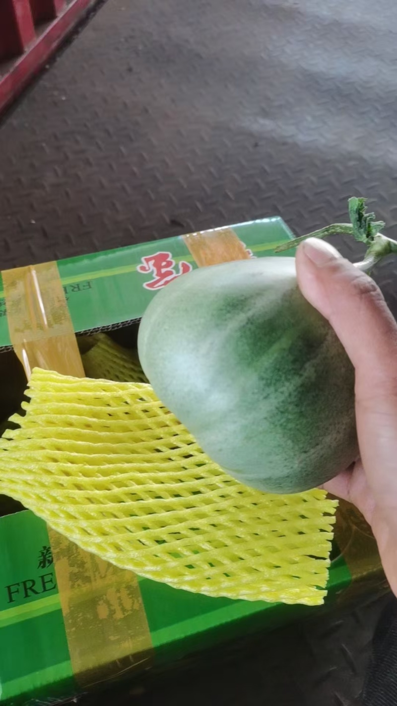 山东绿宝甜瓜头茬精品一手货源瓜形端正货量大甜度高口感脆甜