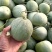 菏泽绿宝甜瓜6两8两起步按需求分拣打包纸箱礼品盒泡沫箱接