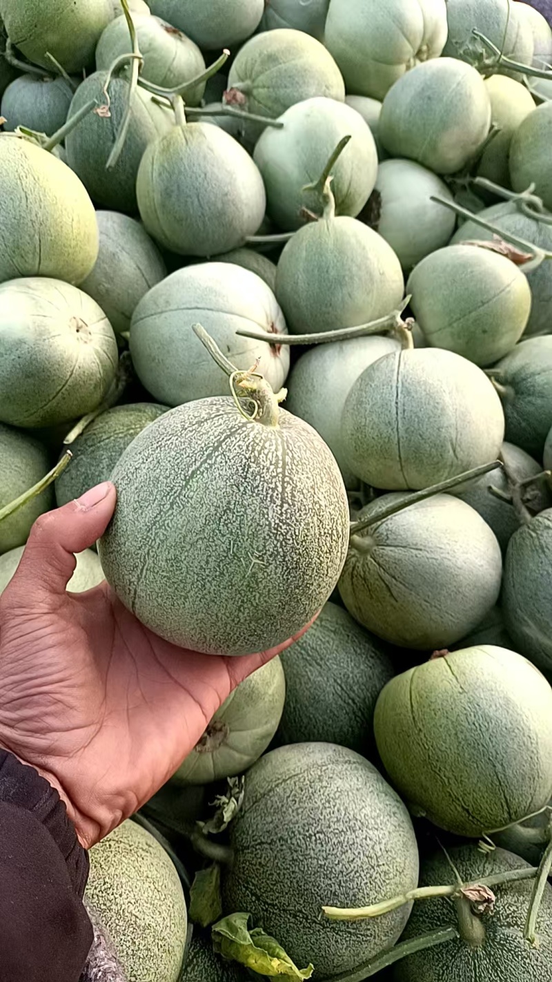 菏泽绿宝甜瓜6两8两起步按需求分拣打包纸箱礼品盒泡沫箱接