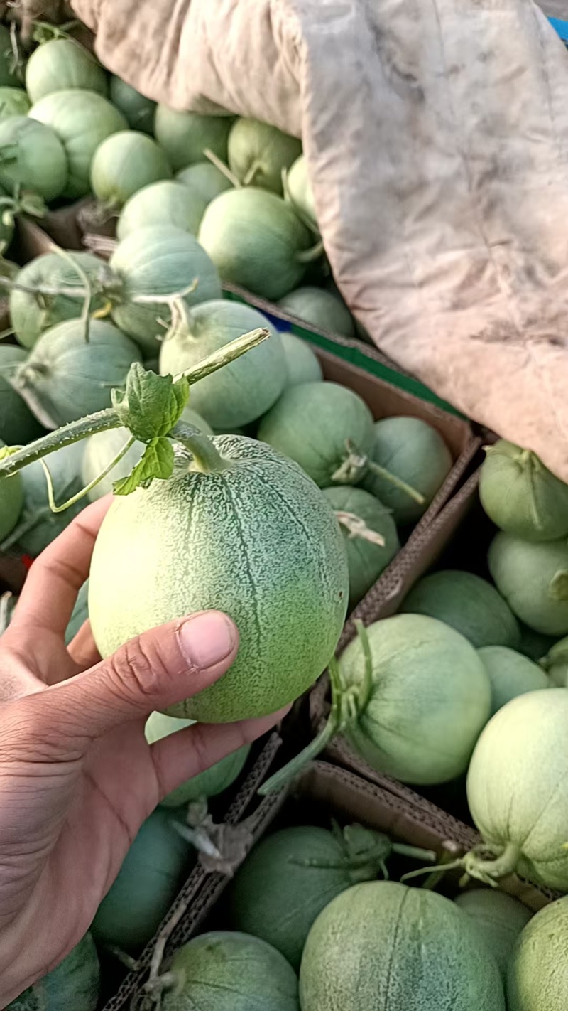 菏泽绿宝甜瓜6两8两起步按需求分拣打包纸箱礼品盒泡沫箱接