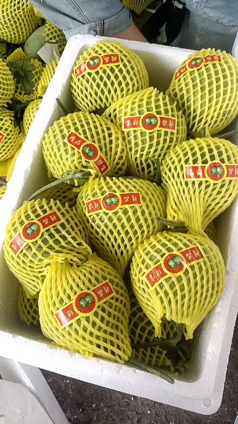菏泽绿宝甜瓜6两8两起步按需求分拣打包纸箱礼品盒泡沫箱接