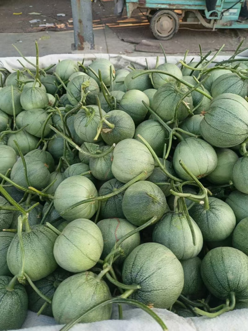 菏泽绿宝甜瓜6两8两起步按需求分拣打包纸箱礼品盒泡沫箱接