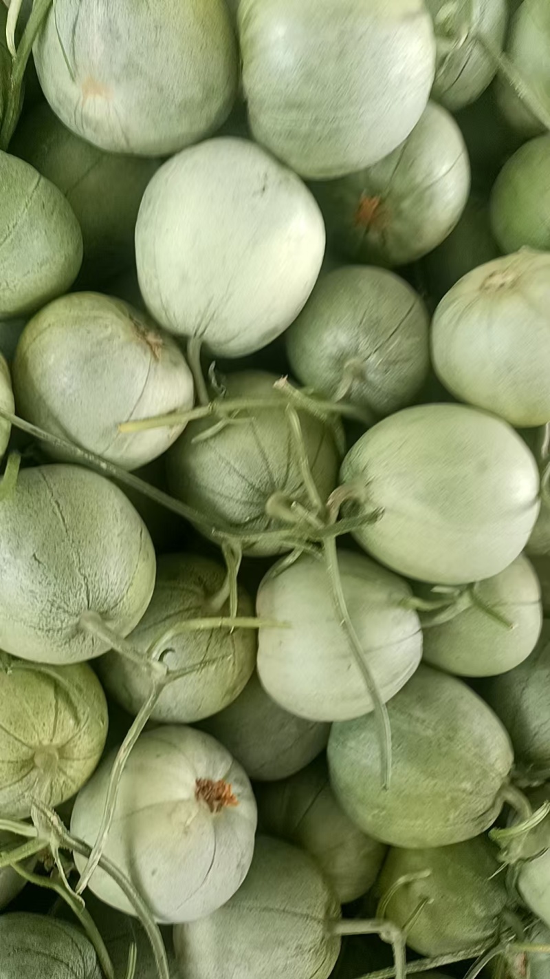 菏泽绿宝甜瓜6两8两起步按需求分拣打包纸箱礼品盒泡沫箱接