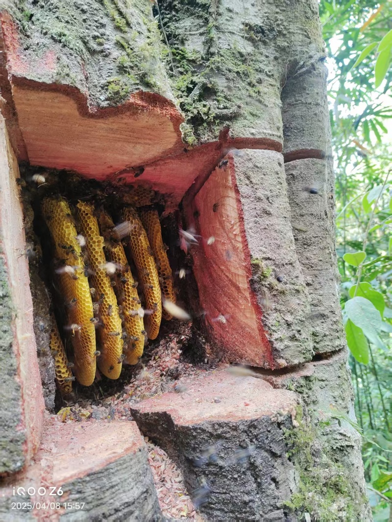 【精选土蜂蜜】云南产地直发质量保证价格美丽全国包邮