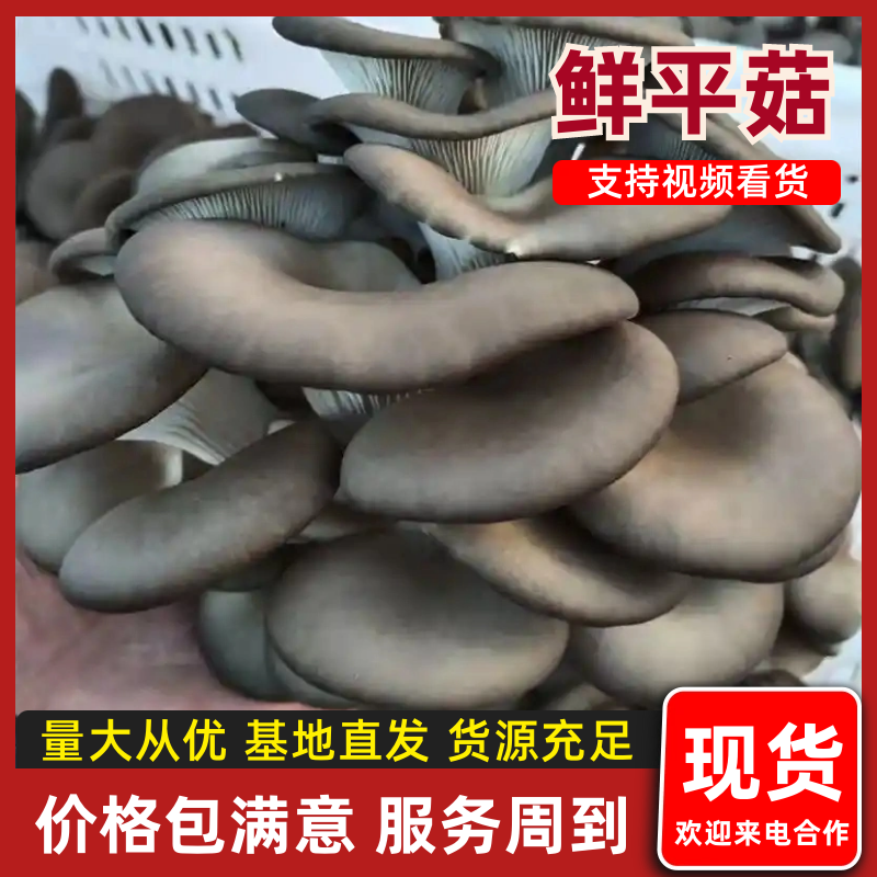 平菇鲜平菇蘑菇黑蘑菇鲜蘑菇产地直发价格实惠运输便利欢迎电联