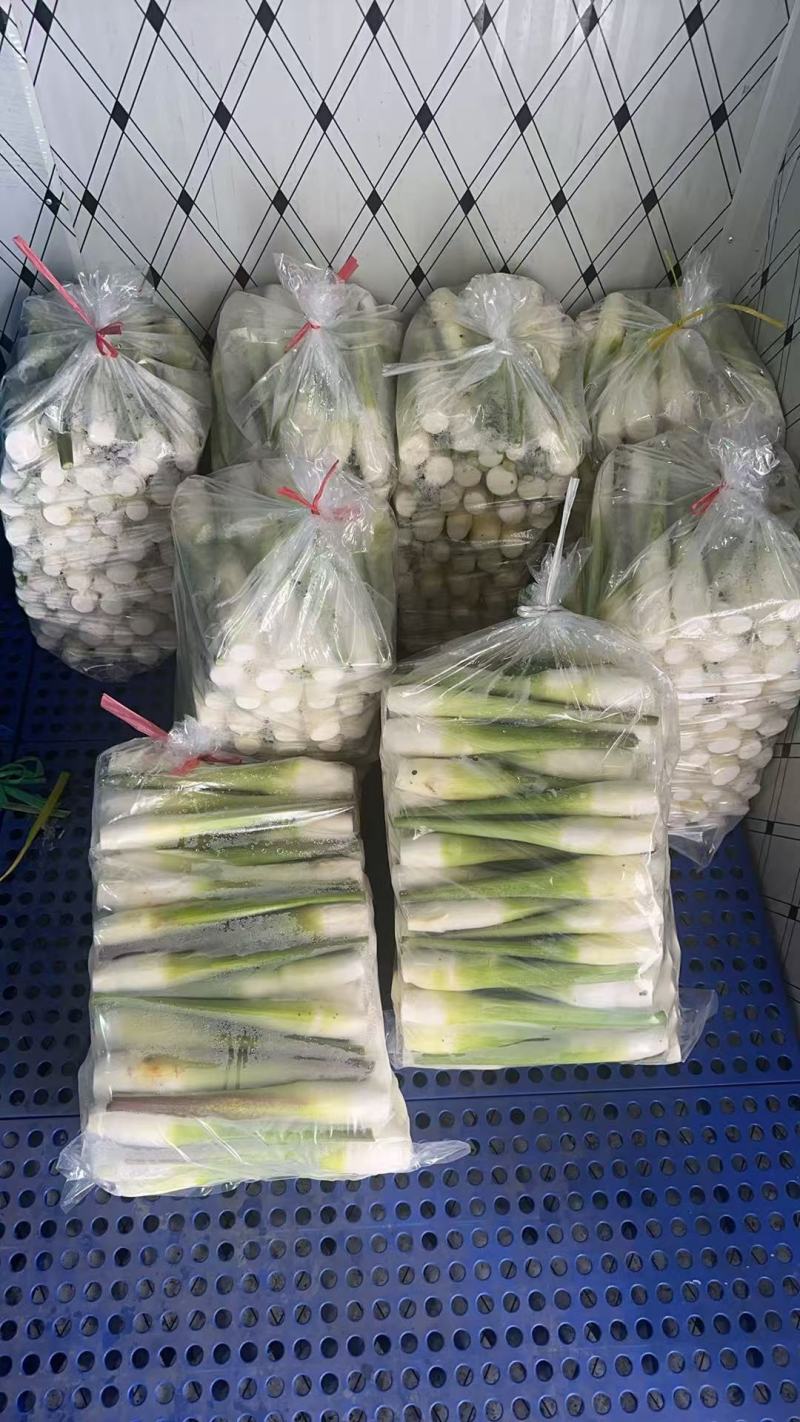 茭白条子货源充足量大从优诚信经营致电联系
