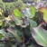 芭蕉芋淀粉量大质优价格优惠支持视频看货欢迎老板采购