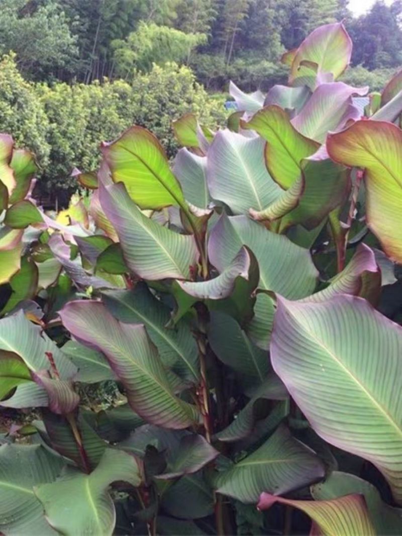 芭蕉芋淀粉量大质优价格优惠支持视频看货欢迎老板采购