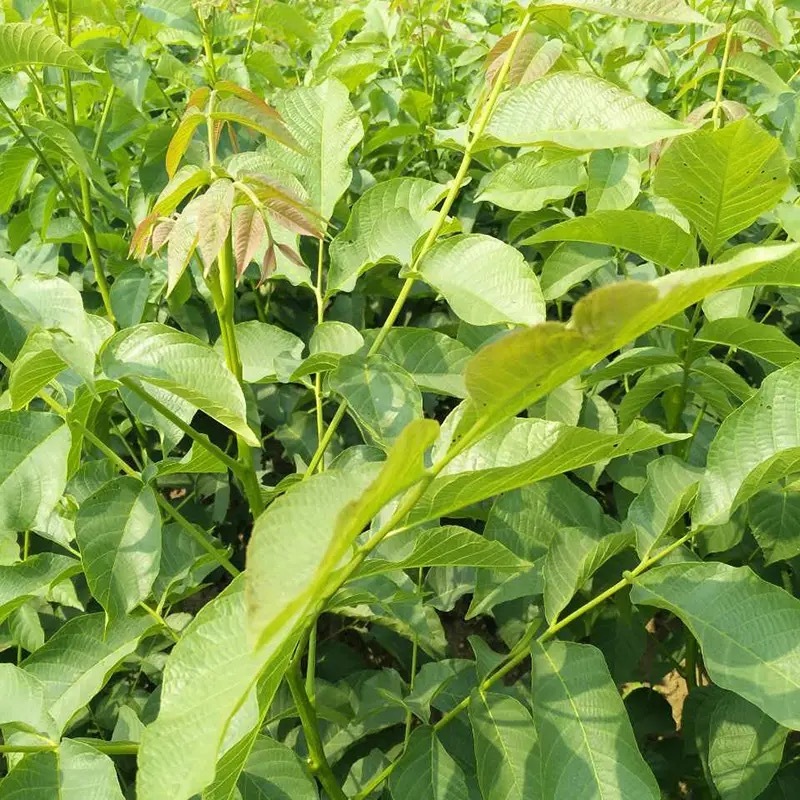 核桃苗，大量现货速发，成活率高，可教技术，欢迎选购