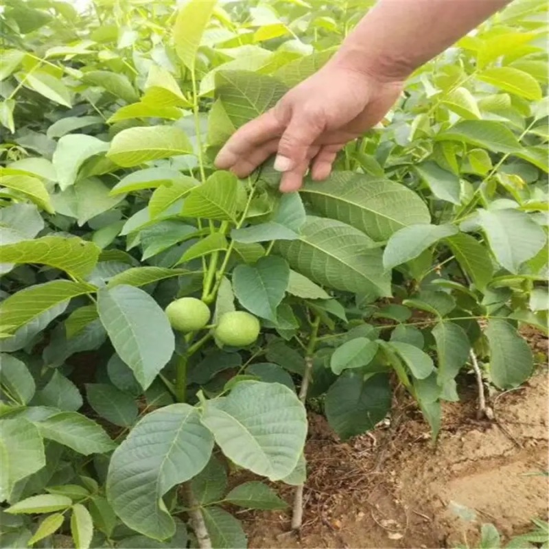 核桃苗，大量现货速发，成活率高，可教技术，欢迎选购