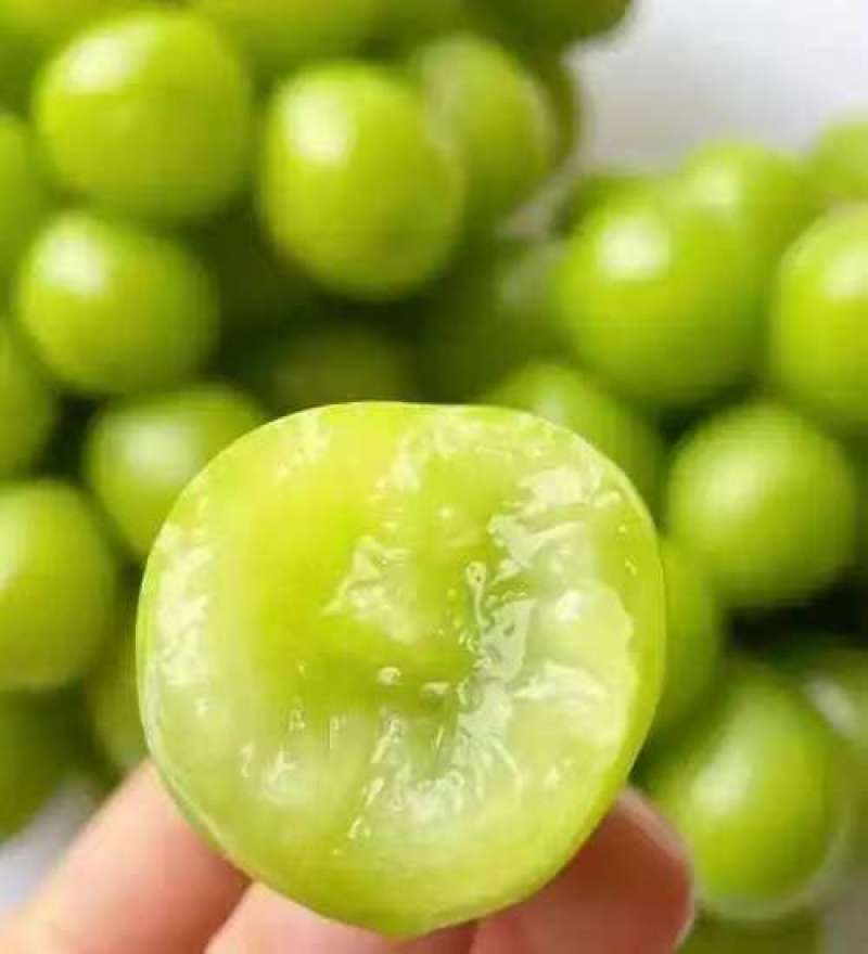 云南精品阳光玫瑰，品质保证颗粒饱满，皮薄肉厚，产地直发