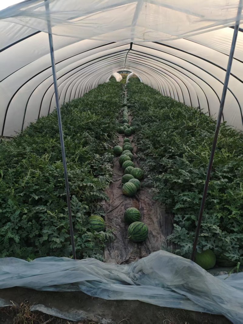精品美都麒麟西瓜，产地直供，头茬瓜质量精品，量大从优