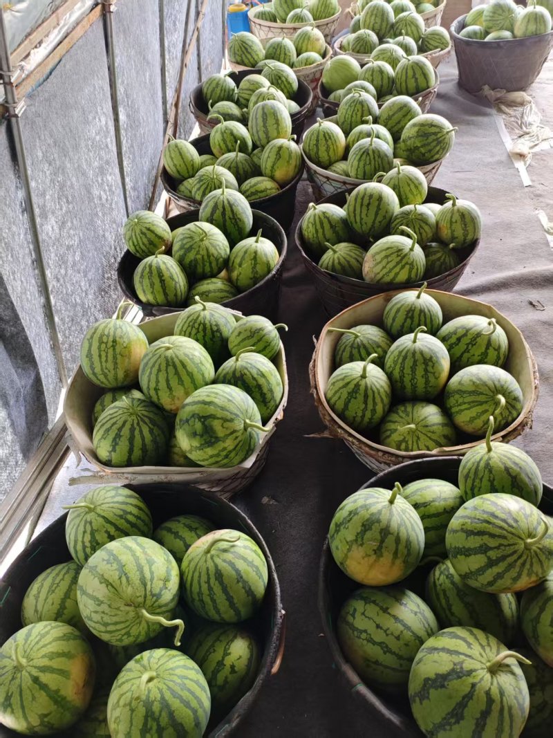 精品美都麒麟西瓜，产地直供，头茬瓜质量精品，量大从优
