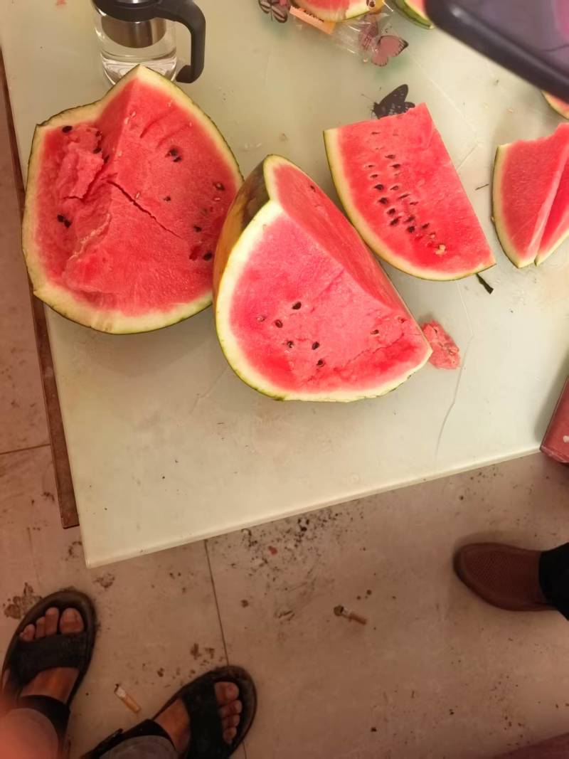 大鹏麒麟美都西瓜大掉价请联系***********张子记