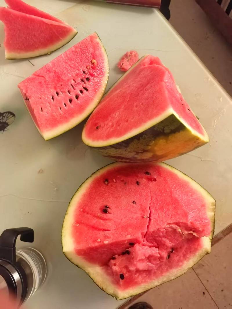 大鹏麒麟美都西瓜大掉价请联系***********张子记