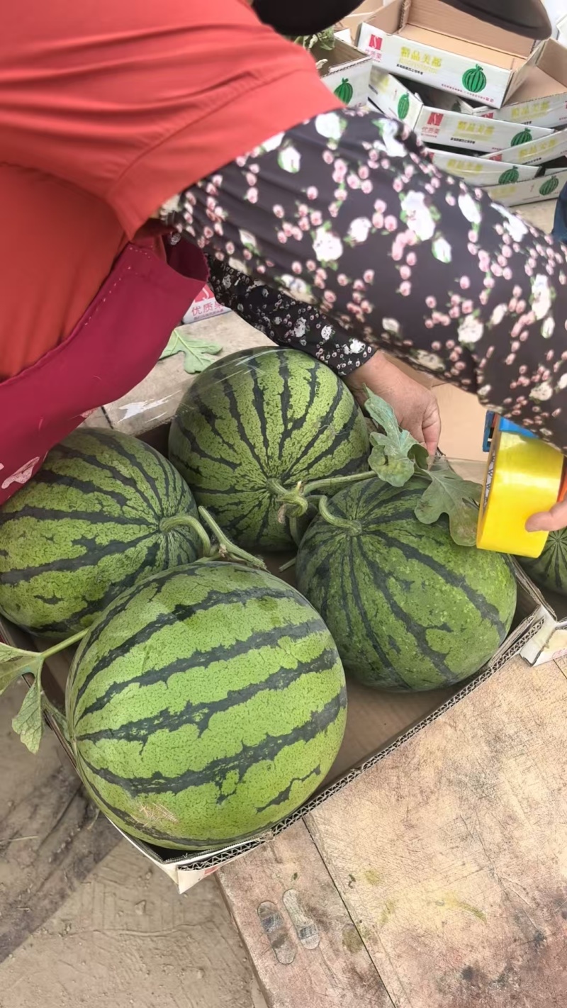 大鹏麒麟美都西瓜大掉价请联系***********张子记