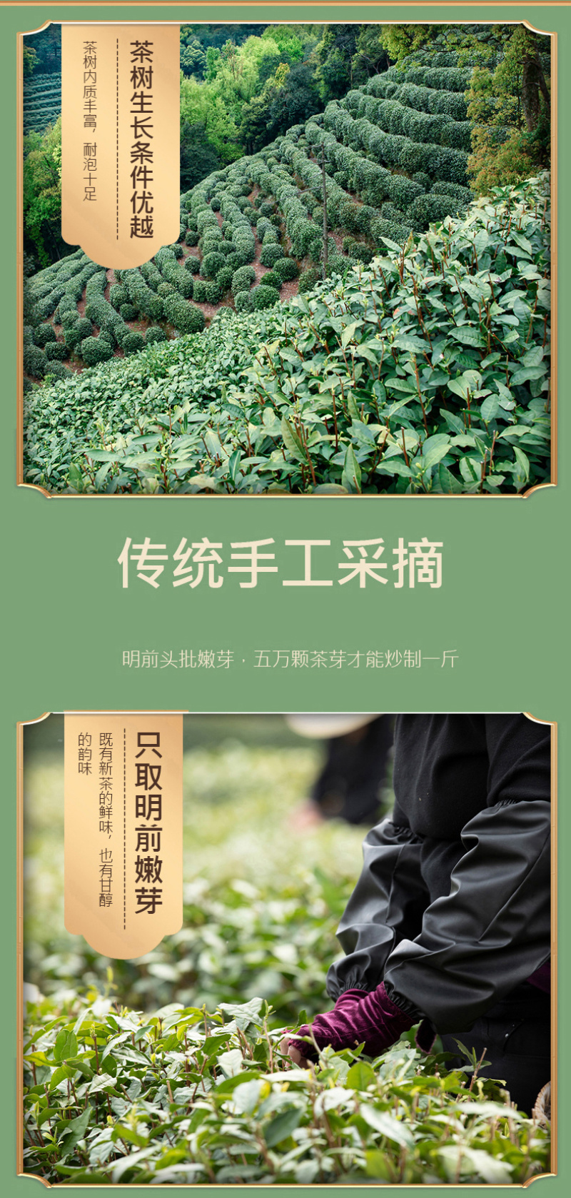正宗杭州龙井茶2026年新茶叶绿茶明前豆香嫩芽春茶罐装