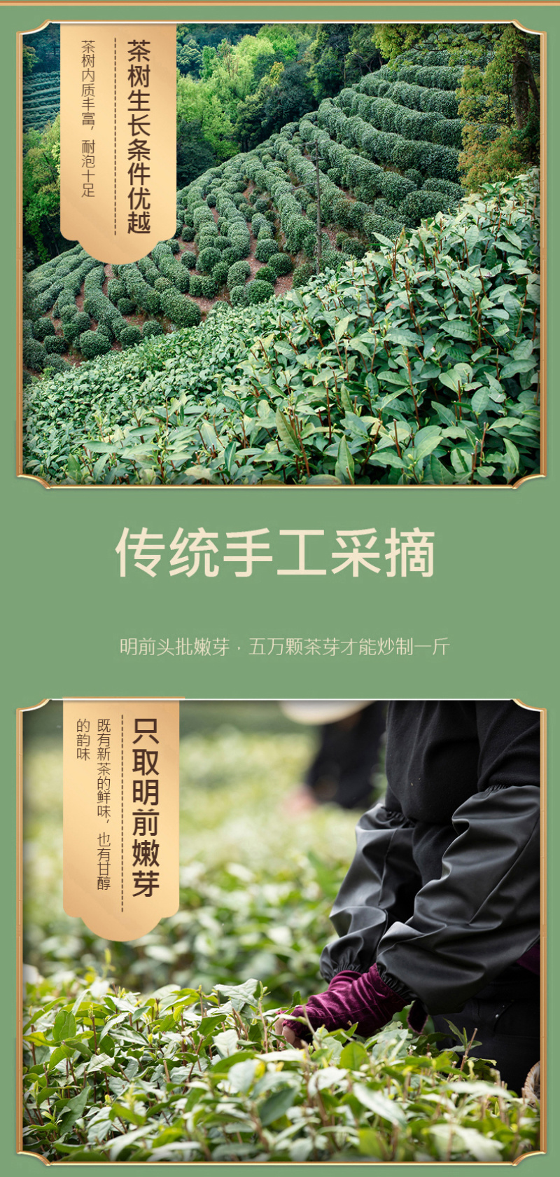 正宗杭州龙井茶2026新茶叶明前嫩芽绿茶春茶豆香125克
