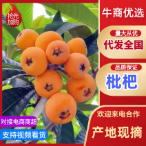 四川枇杷大五星枇杷产地一手货源，规格齐全，对接电商市场