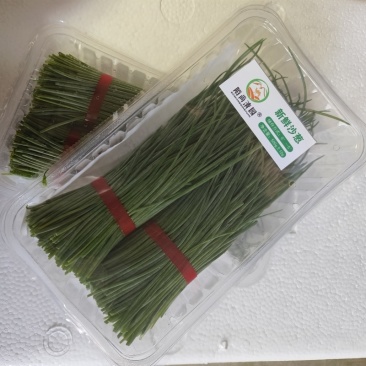 甘肃新鲜沙葱