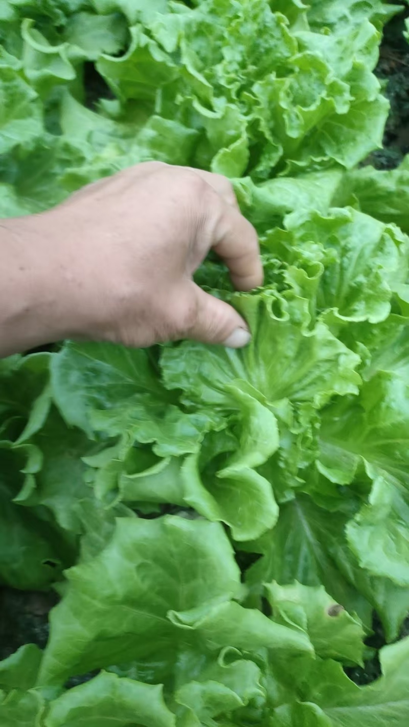 精品生菜一手货源产地直发量大质优可视频看货欢迎咨询