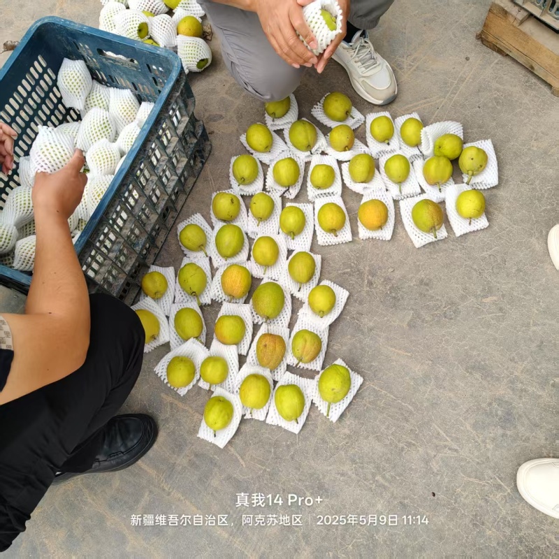 (精）库尔勒香梨产地直供量大优惠脆甜多汁对接全国