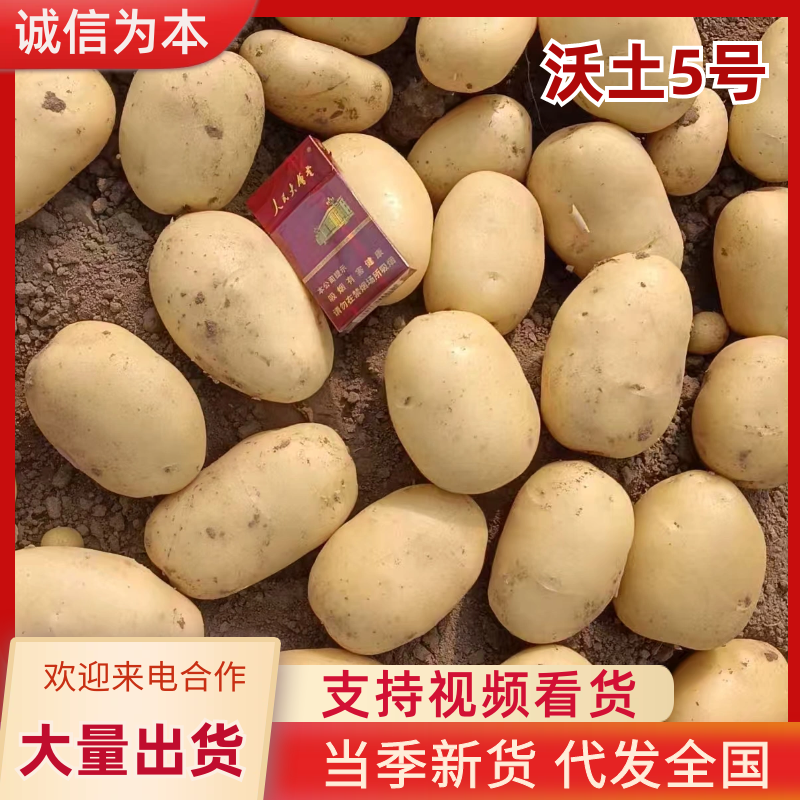 沃土5号土豆产地直供全国各地档口商超社团电商可视频