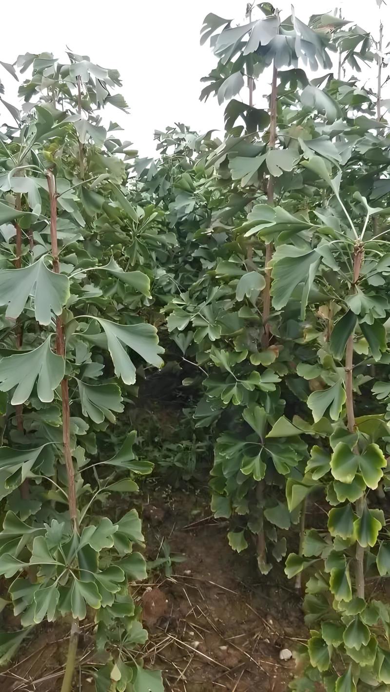 银杏树苗，大量现货速发，成活率高，大量现货，欢迎选购