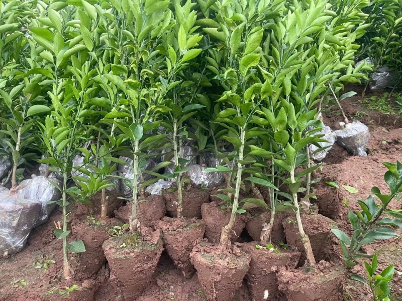 阿蜜达（爱媛46号），成活率高产量高，量大从优