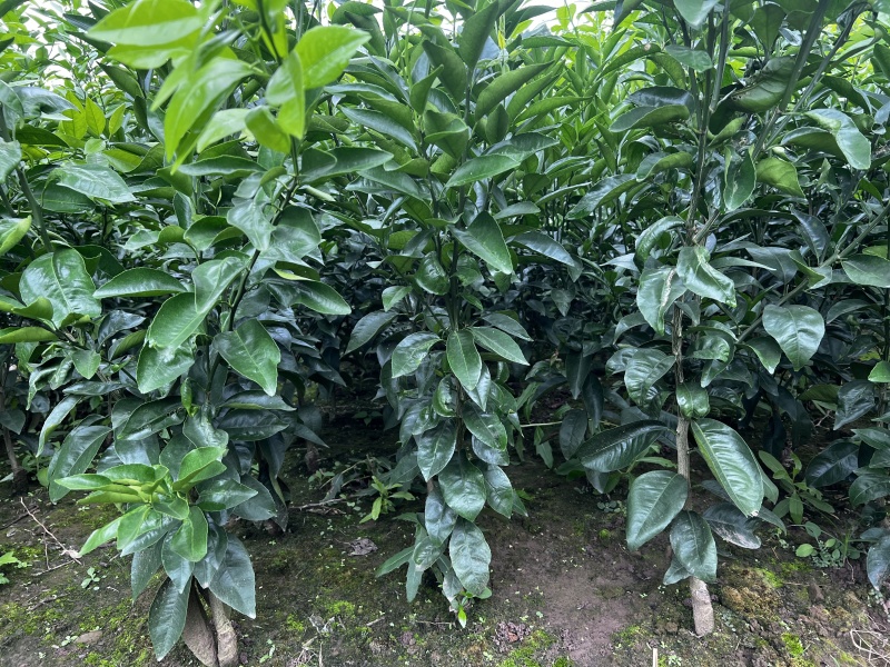阿蜜达（爱媛46号），成活率高产量高，量大从优