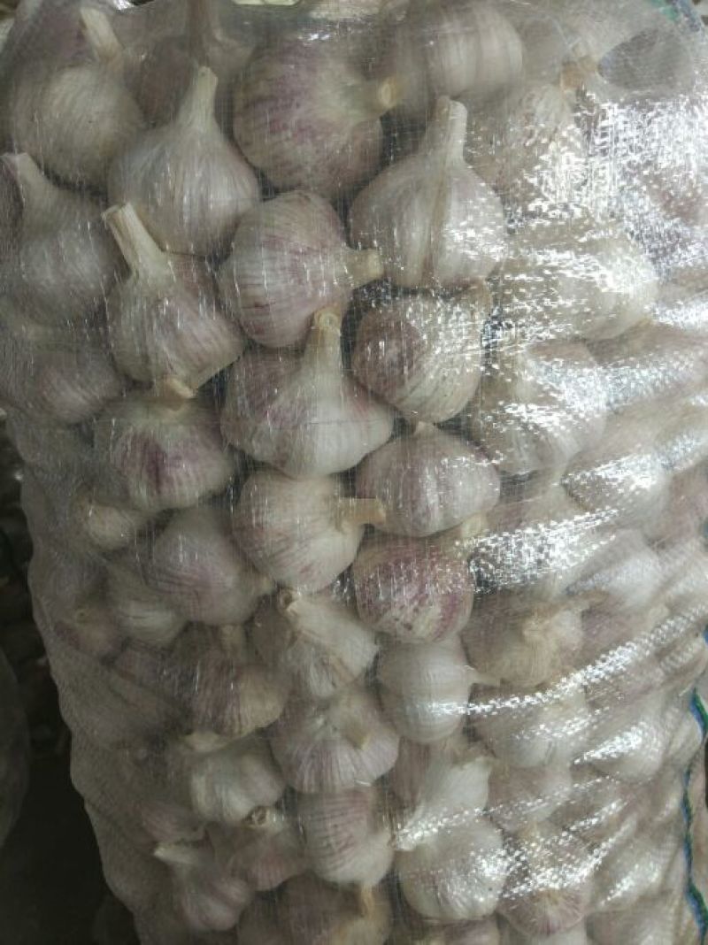 淮阳大蒜/紫皮蒜-大量供应包装齐全