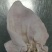 一手货源猪耳朵对接全国市场，量大从优，欢迎采购，正在热卖